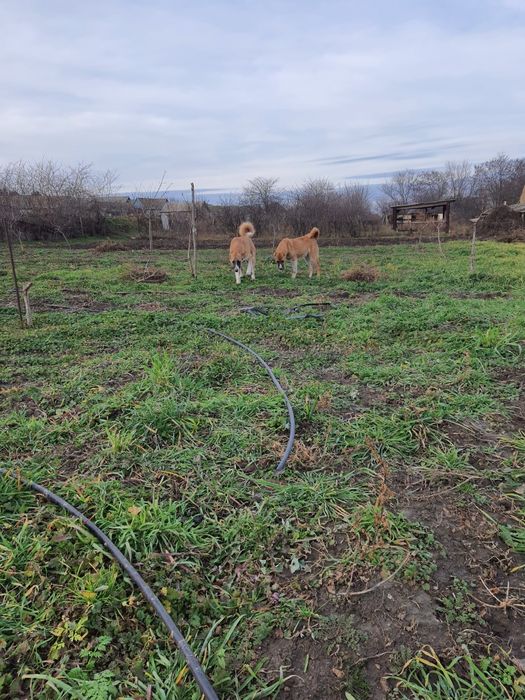 Продам щенки красивие