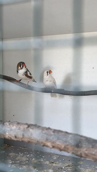 Mandarins ja adultos