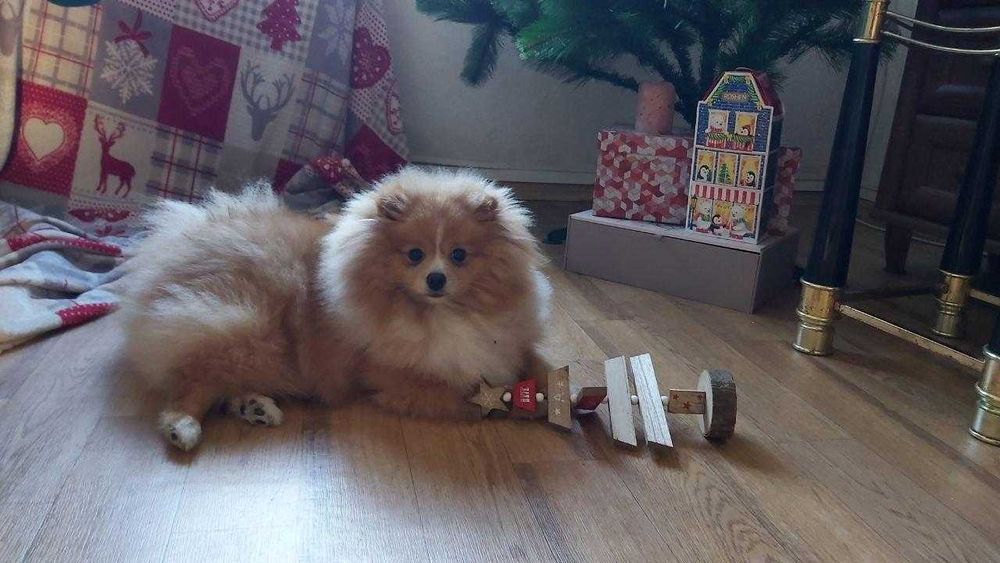 Хлопчик шпіц на вязку