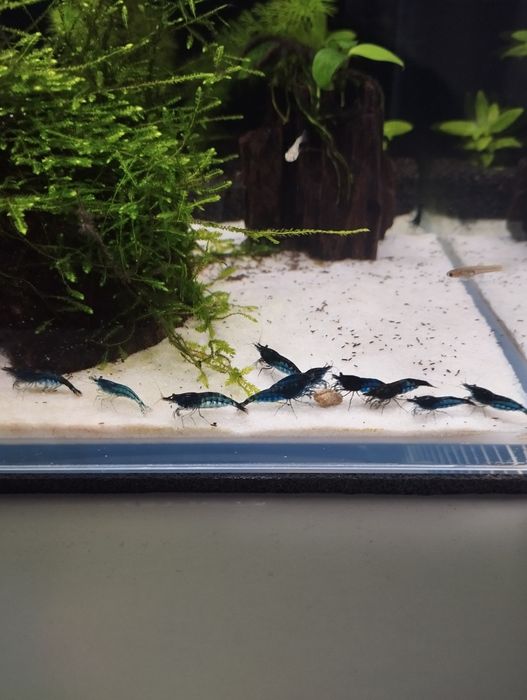 Krewetki blue Velvet- niebieskie do akwarium. Łatwe w hododowli.GRATIS