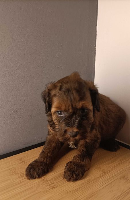 Caniche machinho
