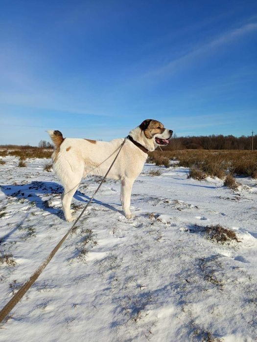 Алабай для вязки