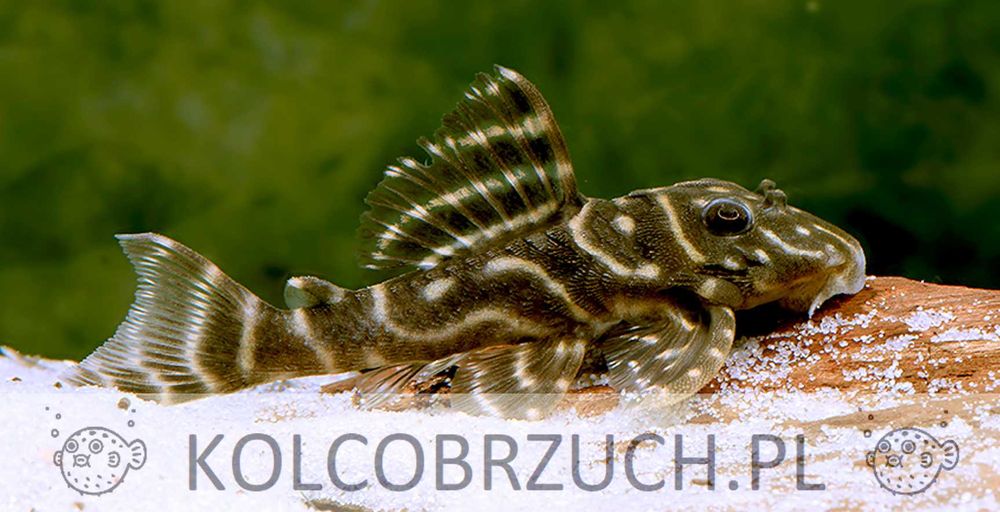 Glonojad L129 - Hypancistrus debilittera - ODŁÓW - WF - dowóz, wysyłka