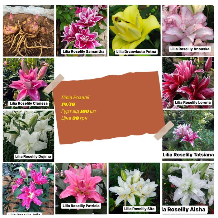 Лилия в наявності