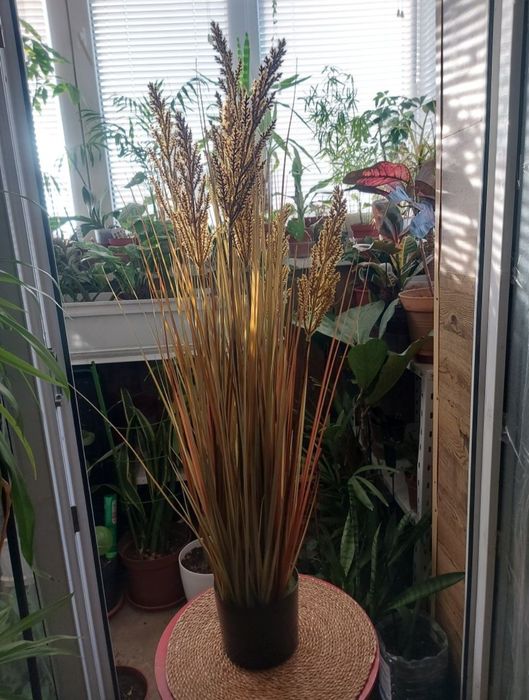 Трава пампасна очерет 100 см