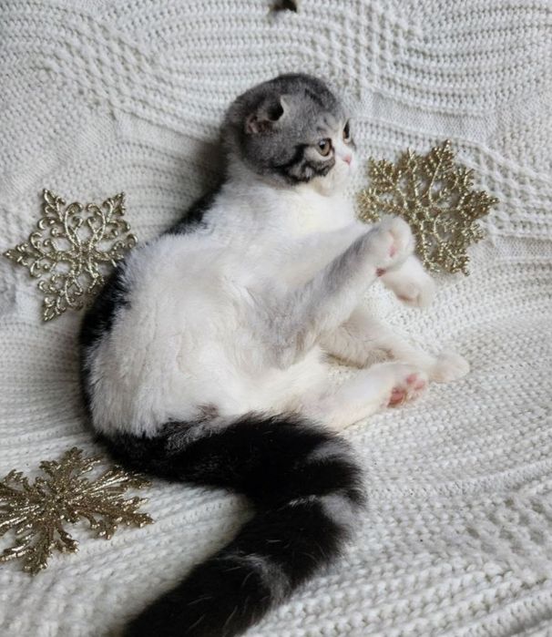 Неймовірно привітний Скотіш фолд плюшик в святковому окрасі