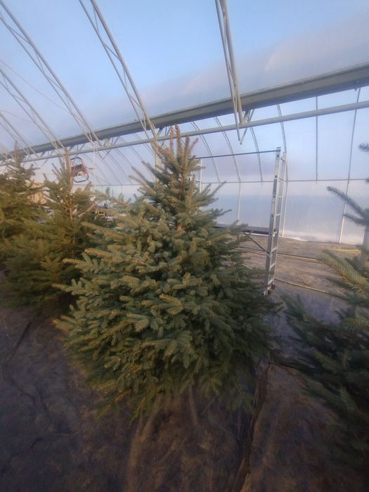 Choinki Darowice 35a