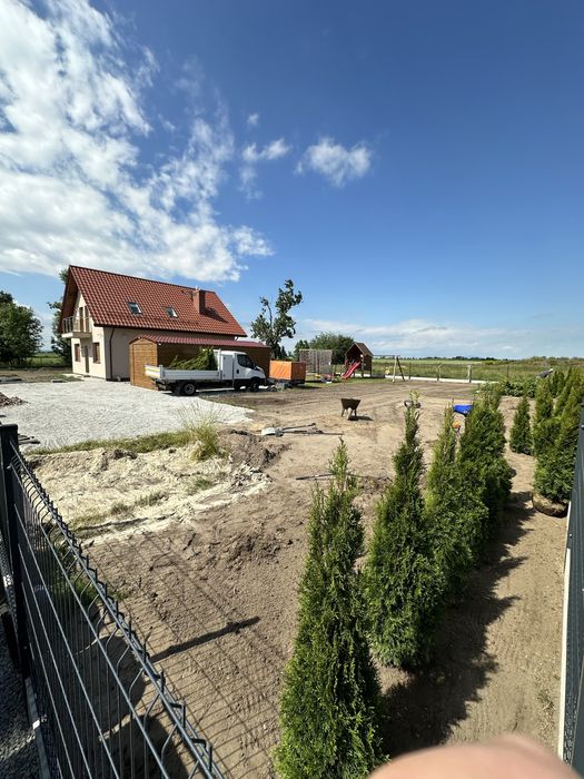 Tuja szmaragd SADZENIE plantacja producent TRANSPORT