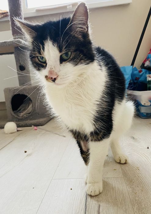 Kotka Wróżka szuka domu!