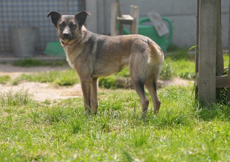 Suchar - świetnie dogaduje się w stadzie
