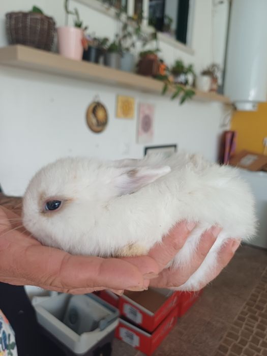 Coelhos anões - flhos de mãe holland lop (orelhas caídas)e pai juba de leão