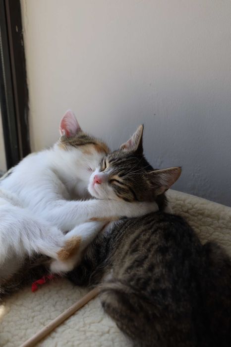 Adopcja mama i synek – duet, którego nie warto rozdzielić.