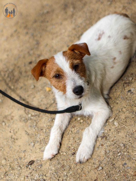 Jack Russell Terrier ZKwP FCI  bardzo spokojny, ułożony piesek -rodzice wolni od chor. gen.