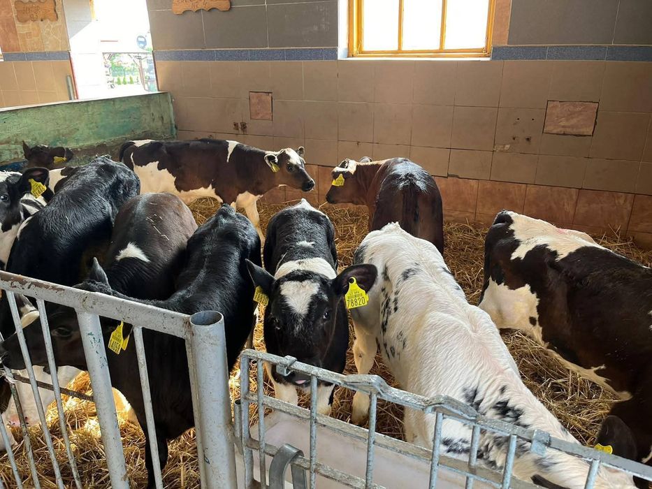 Ładne Byczki Cielaki