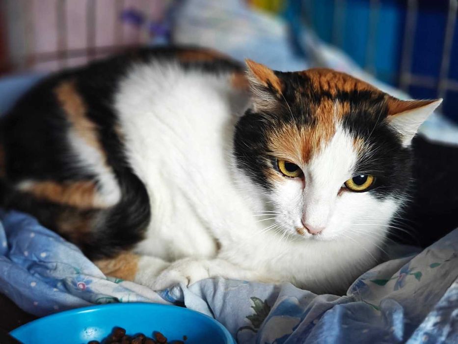 Лагідна Красуня киця Василіска, 2р, шукає тих, хто не зрадить. Коти!