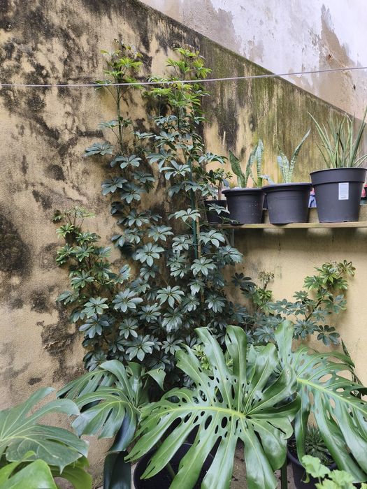 Schefflera, Planta Grande, Planta Alta, decoração, plantas, jardim