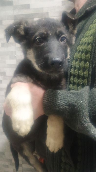 Щенки  восточно -европейской  овчарки