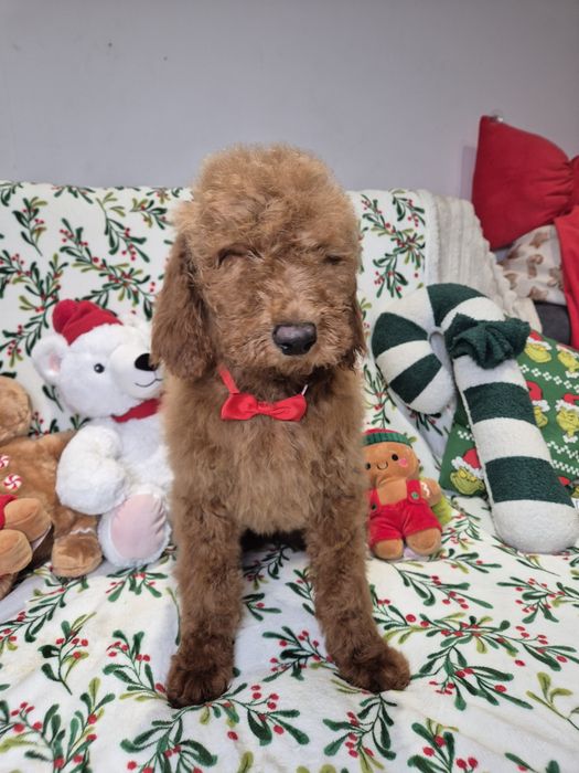 Goldendoodle f1b standard