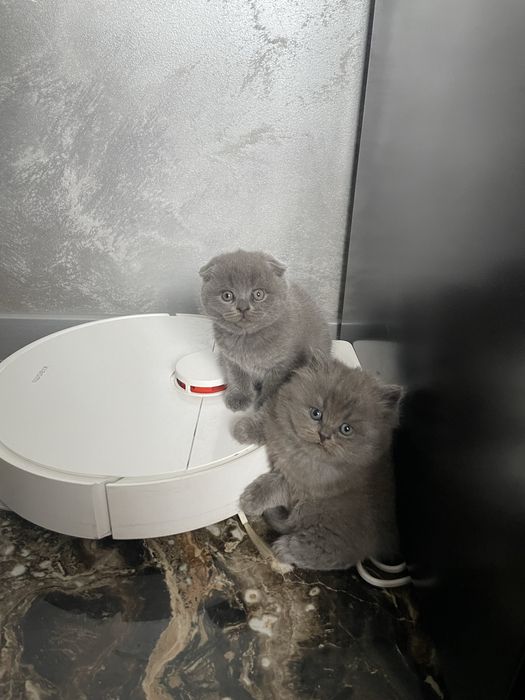 Кошенята британці