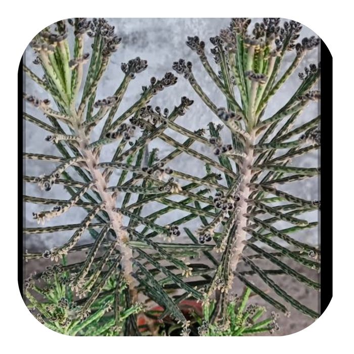 Вючі та ліаноподібні кімнатні рослини