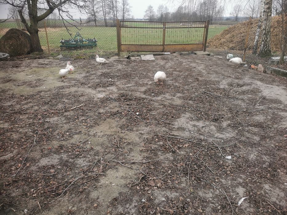 Na sprzedaż kaczki i kaczory