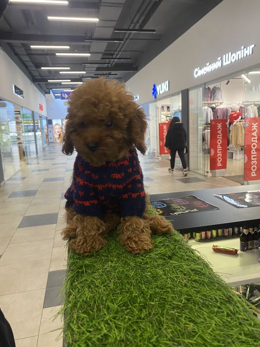 Той пудель хлопчик без білих плям вакцінація батьки в стандарті тойййй