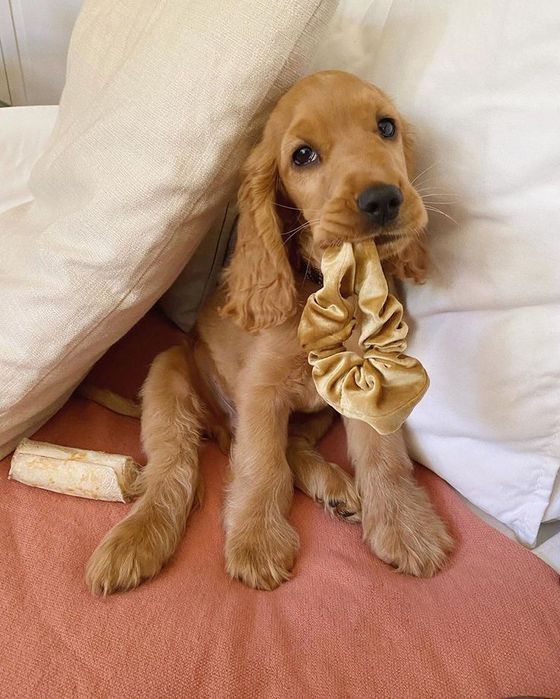 Руда кокер-спаніель — дівчинка, яка поєднує добрий характер і правильн