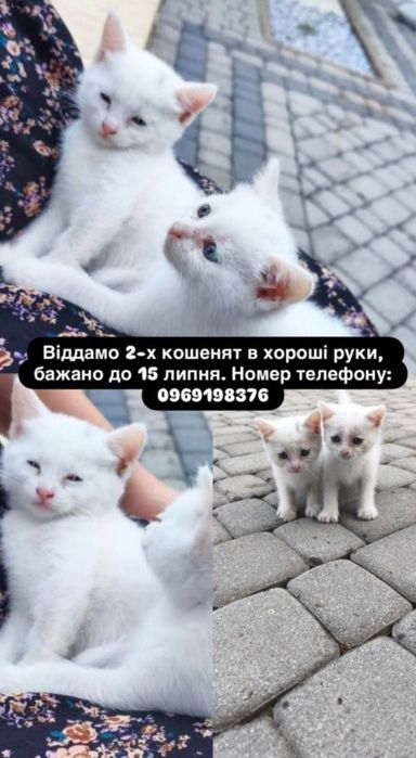 Віддам в хороші руки