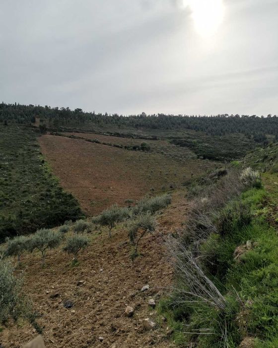 Terreno agrícola - 8,42 hectares
