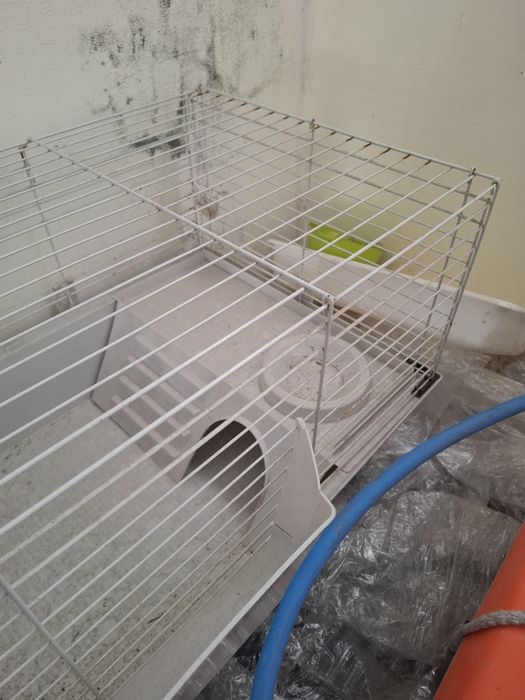 Gaiola para três porquinhos da índia