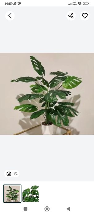 Kwiat monastera dekoracja