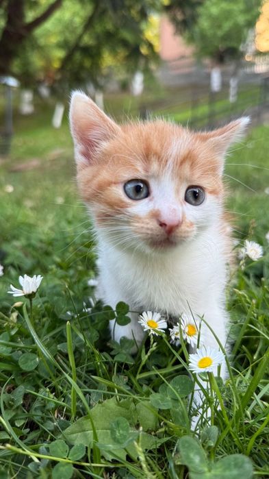 Кошенята шукають дім!