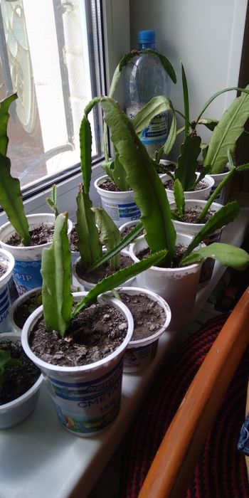 Епіфіллум, вкорінені гілочки