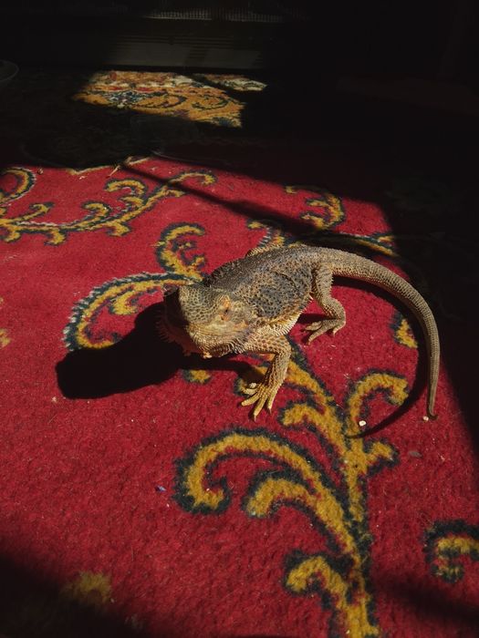Agama brodata samica 4 lata