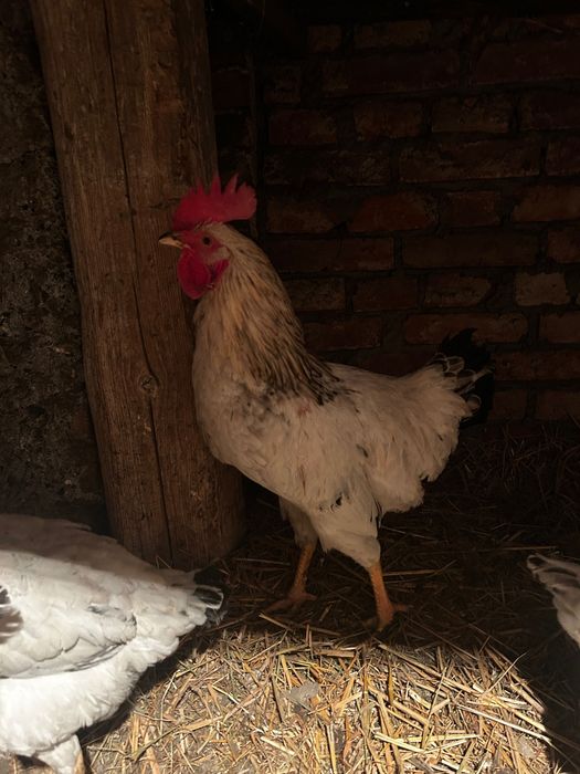 Koguty młode nioska