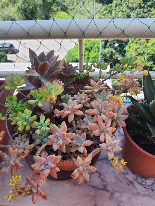Plantas  com vaso a 8€ cada
