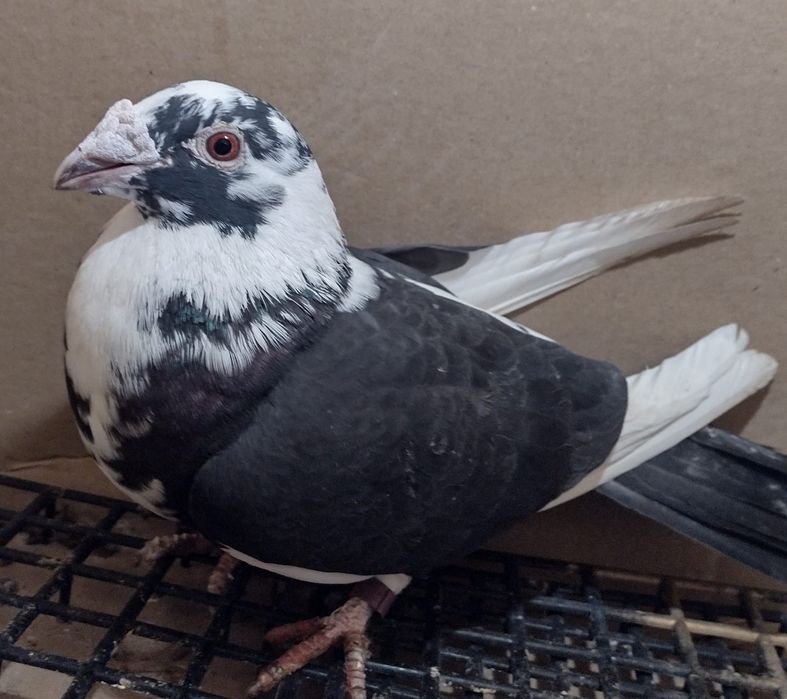 Gołębie staropolskie