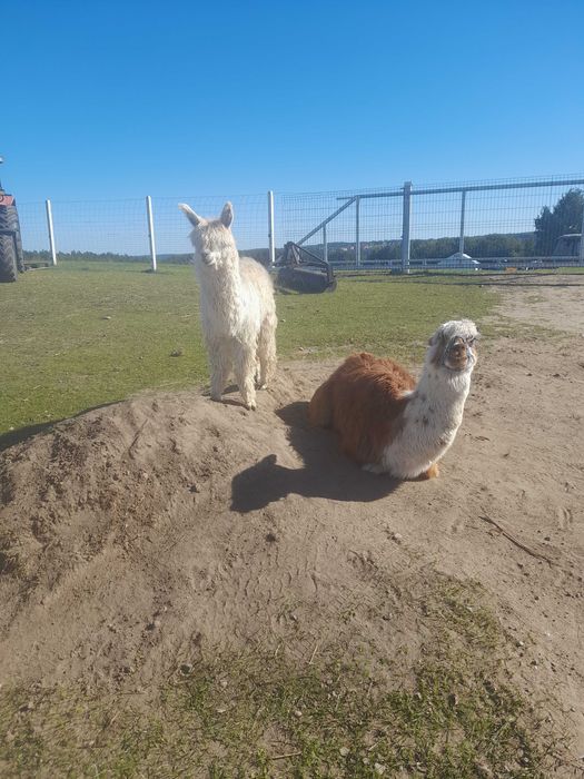 Alpaka samiec lub samica