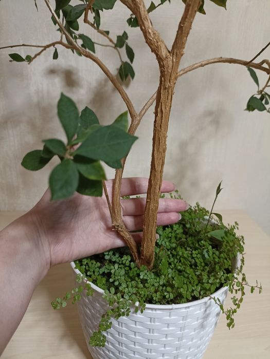 Брунфельсія Вчора Сьогодні Завтра/ велика рослина