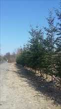 Sprzedam działkę 1200 m2 w Wilanowie, Zawady, WZ, ul. Rosy