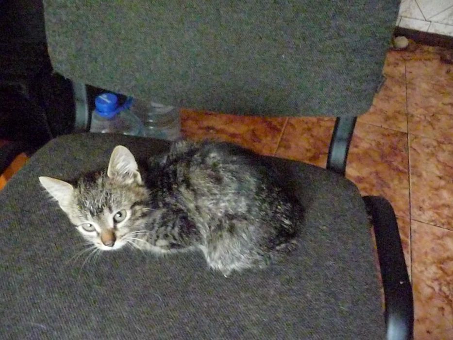 Віддам кошеня у добрі руки