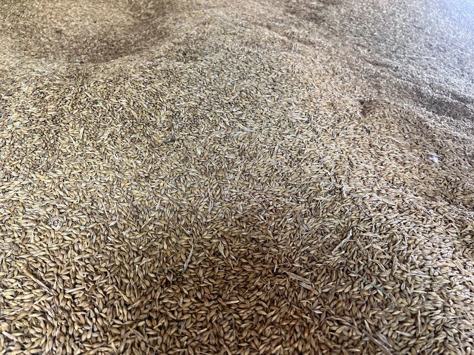 Продам ярий ячмінь 2025 року Вакула.Натура 645