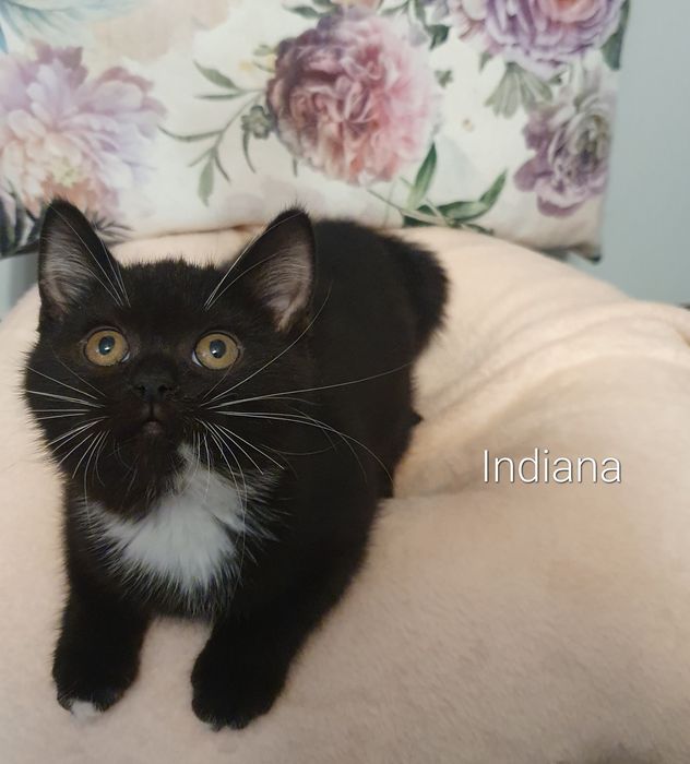 Kotka brytyjska BSH N 03