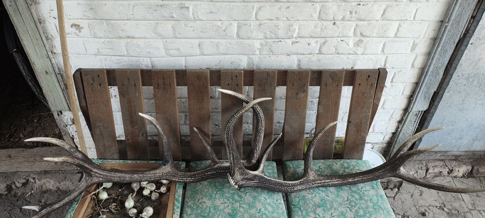 Продам Рог Оленя