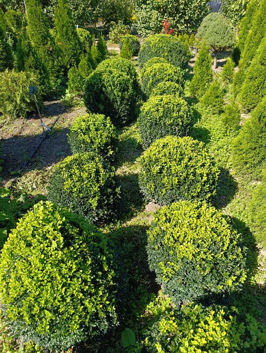 Самшит ШАР 50×50