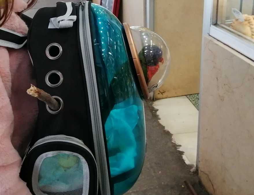 Mochila transportadora transparente gatos e pequenos animais PORTESGRÁ