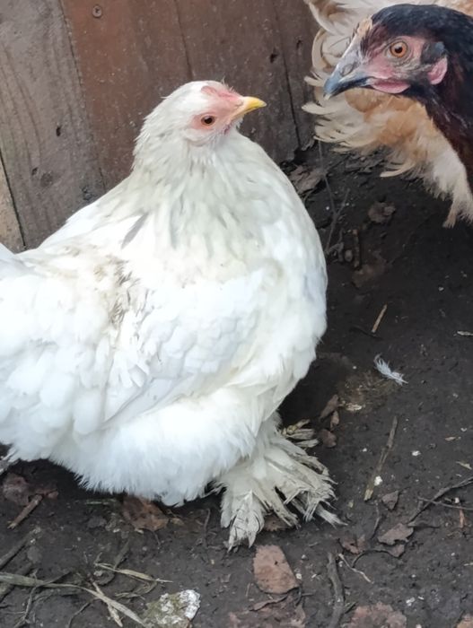 Para Kochina Miniaturowego