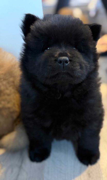 Czarny piesek rasy chow chow