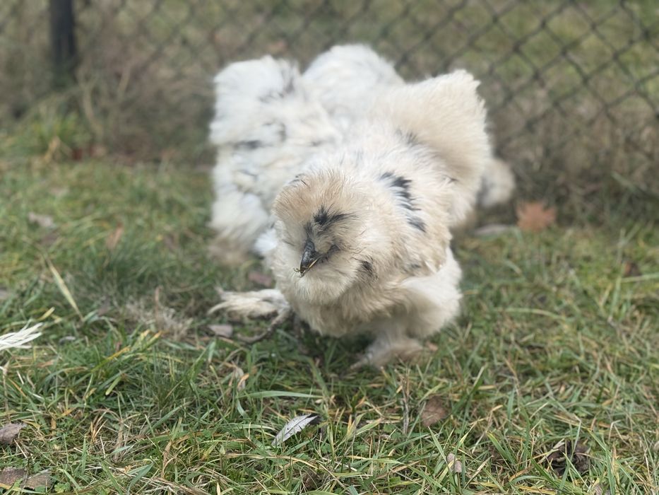 Silki jedwabiste paint kury