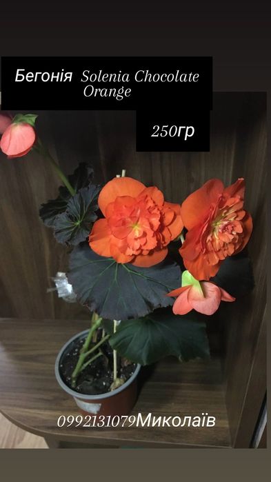 Продаю свои  комнатные растения   НЕ ГОЛАНДИЯ  это ВАЖНО